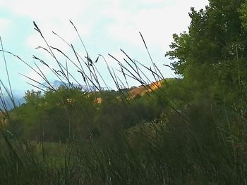 Grass growing on field against sky