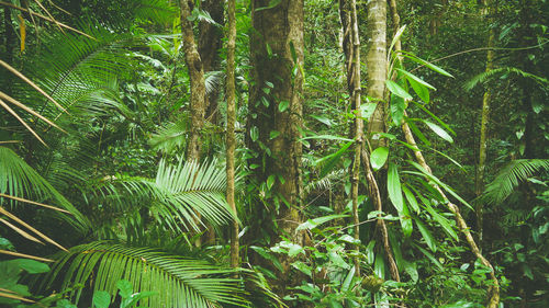 View of trees in the forest