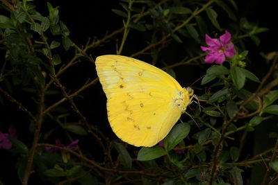 Close-up of butterfly on yellow flower