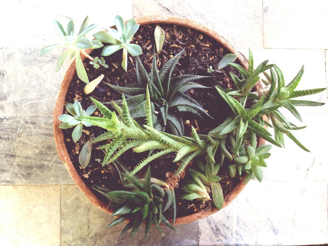 potted plant, leaf, plant, green color, growth, indoors, high angle view, wall - building feature, pot plant, cactus, table, green, flower pot, nature, close-up, freshness, wall, no people, houseplant, growing