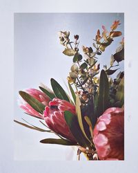 Close-up of flowering plant in vase against wall