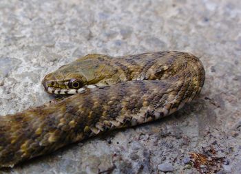 Close-up of lizard on rock