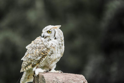 Close-up of owl perching on rock