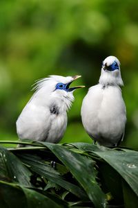 Close-up of birds perching on plant
