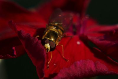 Close-up of insect on red flower