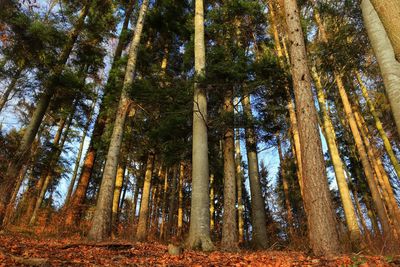 Low angle view of trees in forest during autumn