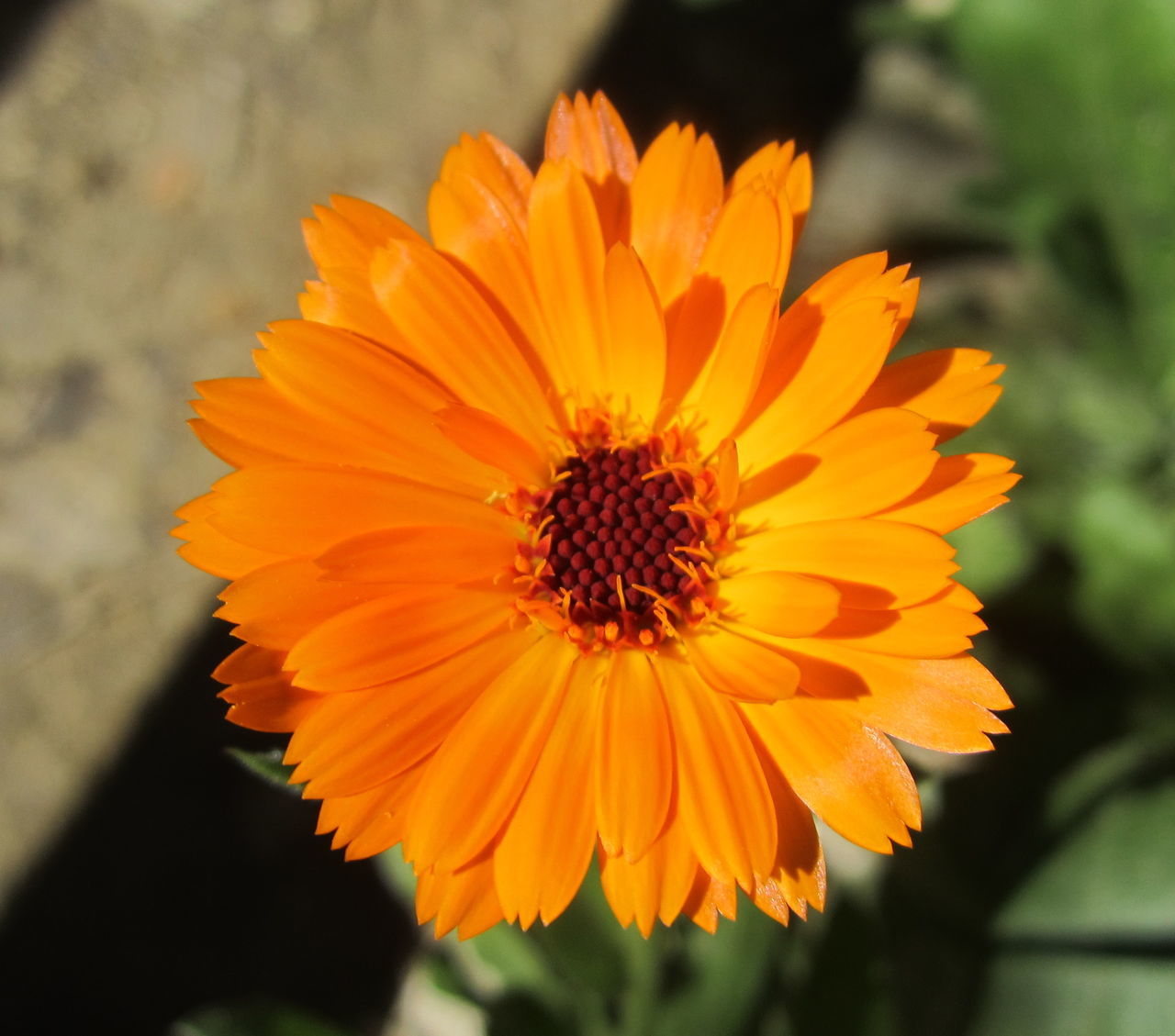 flower, flowering plant, plant, freshness, beauty in nature, flower head, yellow, nature, petal, close-up, calendula, growth, inflorescence, macro photography, orange color, fragility, no people, herb, sunlight, focus on foreground, landscape, outdoors, pollen, summer, botany, rural scene, day, vibrant color, land, wildflower, plant stem, selective focus, blossom, environment, multi colored