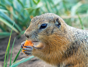 Gopher is eating carrot on the lawn. close-up.