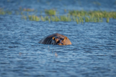 Hippo stands in shallow river watching camera