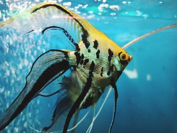 Close-up of fish swimming in sea