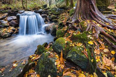 Scenic view of waterfall in forest