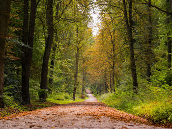 Dirt road passing through forest