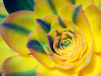 Close-up of yellow flowers