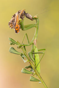 Close-up of praying mantis eating butterfly