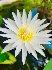 Close-up of yellow flower blooming outdoors