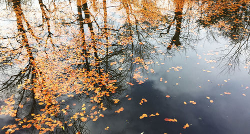 Reflection of trees in lake