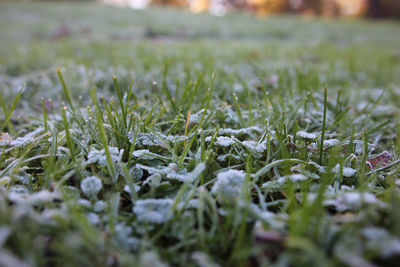 Close-up of frozen plants on field