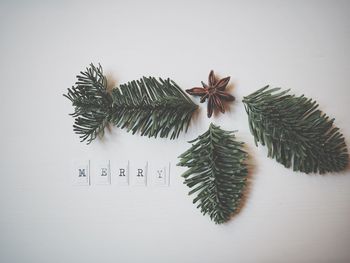 High angle view of leaves and star anise with text on white background