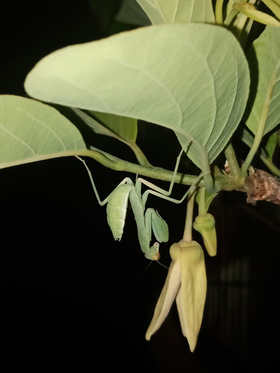 CLOSE-UP OF FRESH GREEN LEAVES ON PLANT