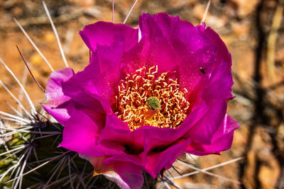 Close-up of red rose