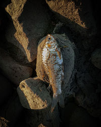 High angle view of fish on rock