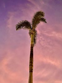 Low angle view of coconut palm tree against sky