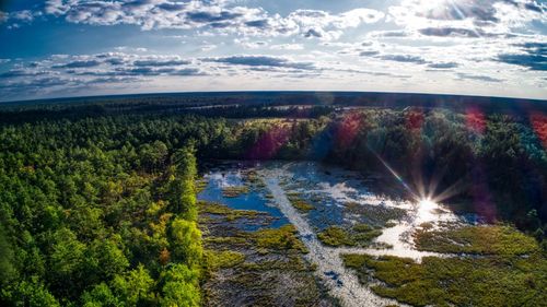 Scenic view of forest against sky