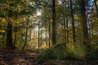 Sunlight streaming through trees in forest