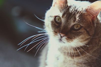 Close-up portrait of cat