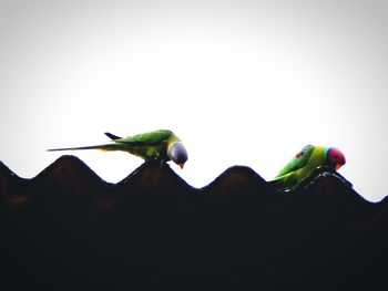 Low angle view of bird perching against clear sky