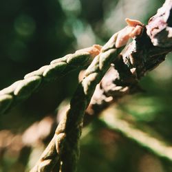 Close-up of plant against blurred background