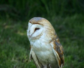 Close-up of owl perching on a field