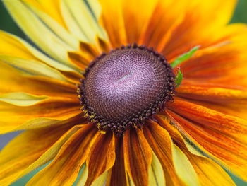 Close-up of sunflower