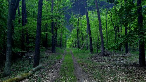 Road passing through forest