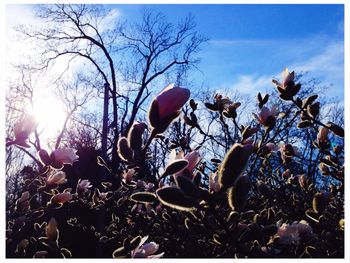 Low angle view of flowers growing in field