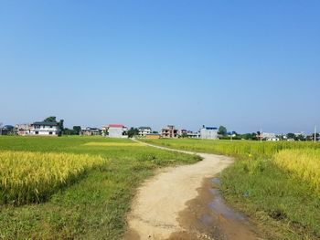 Scenic view of agricultural field against clear blue sky