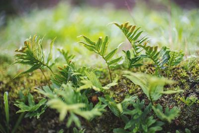 Close-up of fresh green plants