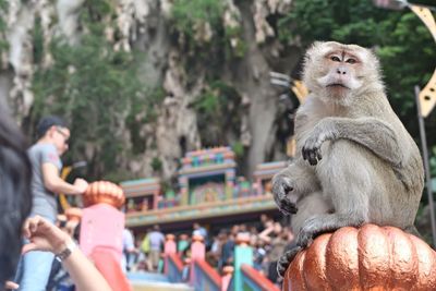 Monkey looking away while sitting outdoors