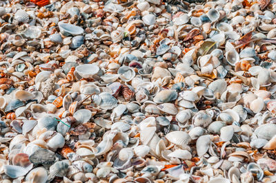 Full frame shot of seashells on beach