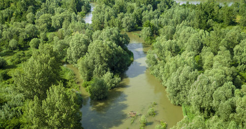 Aerial view of the side branch on the drava river, croatia