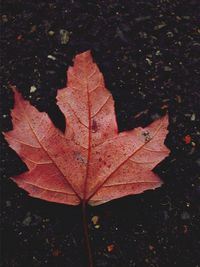 High angle view of maple leaves