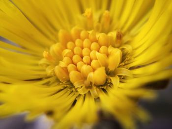 Close-up of yellow flower