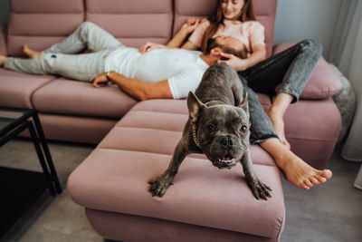 French bulldog with golden chain barking into camera while cheerful owners woman and man relax