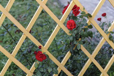 Close-up of red rose hanging on wood