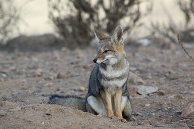 Fox sitting on land