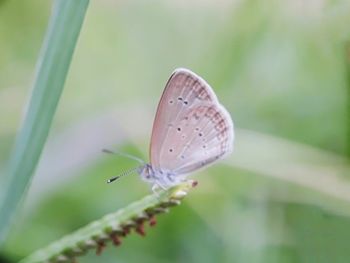 Close-up of butterfly on flower