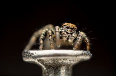 Close-up of spider against black background