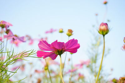 Close-up of pink cosmos flowers against sky