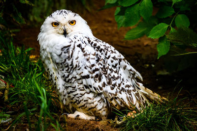 Close-up portrait of owl on field