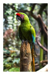 Close-up of parrot perching on branch